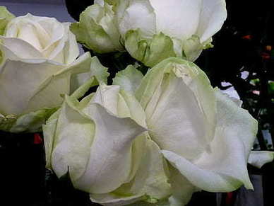 认错的话对女朋友 和女朋友道歉的话该怎么说?