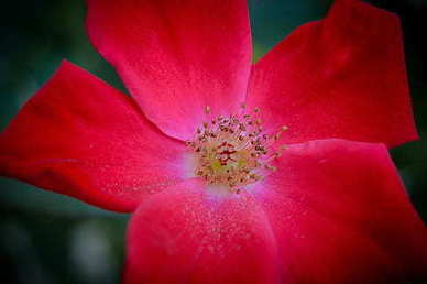 撩人的情话押韵 各种撩人的套路句子文案有哪些？