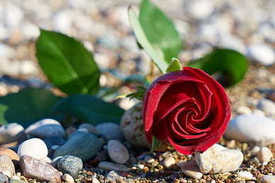 清晨思念女人的诗句文案 表达思念女子的诗句文案