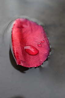 形容离婚又复婚的句子文案 关于离婚又复婚感悟的句子文案