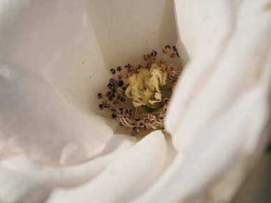 女人气质高雅的句子文案 形容女人气质高雅的句子文案