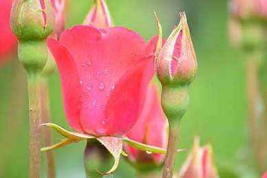 为了感情心累的句子文案 关于心累了的感情句子文案 哪一句适合