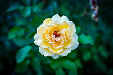 思念已逝姥爷的句子文案 怀念逝去亲人姥姥姥爷的诗句