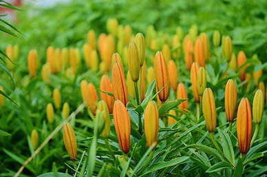 感情卑微的说说 卑微爱情的句子文案