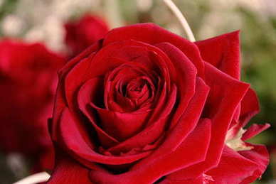 感人的情人节祝福语 简短的情人节祝福语有哪些？