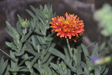 女人潇洒疯狂的句子文案 女人潇洒的句子文案