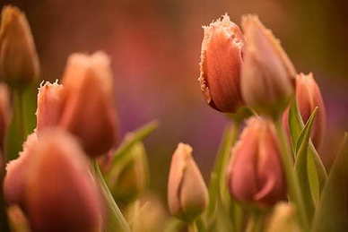 感动到流泪的情话文案 感动女朋友流泪的情话文案都有哪些?