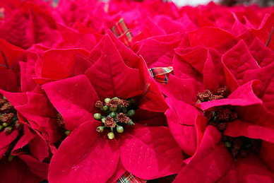 对女的表白情一段话 给喜欢的女生表白情话文案最暖心一段话