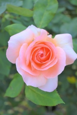 形容女人出浴漂亮的句子文案 描写美女出浴的句子文案