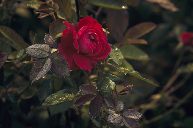 形容女生跑步快的句子文案
