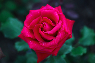 浪漫爱情短句唯美句子文案 浪漫的爱情句子文案+短句+唯美？