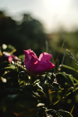 喜欢一个人的句子文案简短10个字 喜欢一个人简短的句子文案