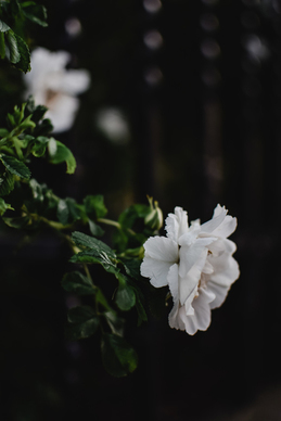 最能打动男情人的话语 最能感动情人的话语