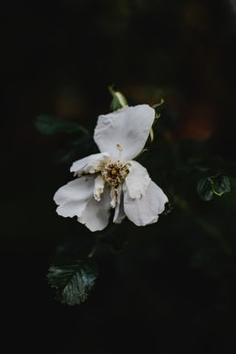 单身的名言名句文案 单身名言短句霸气