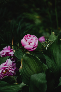 让人难以理解的表白句子文案 让人难以理解的情诗?。