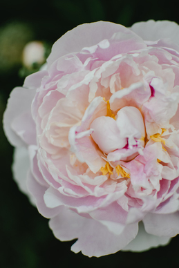 关于复婚感悟的句子文案 关于复婚的句子文案