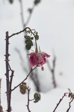 不想复婚的句子文案 描写不想与前任复合的句子文案