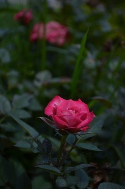 思念心上人的句子文案 牵挂心上人的句子文案