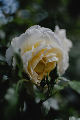 表达男女相思之情的诗句文案 爱情古诗句文案,男女思念之情