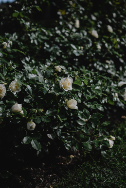 每日一撩小情话文案一问一答 一问一答的套路情话文案有什么?