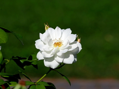 多巴胺和荷尔蒙的情话文案 我爱你的是多巴胺,而不是荷尔蒙什么意思？
