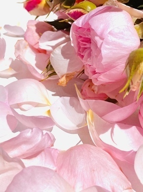 给老婆说早安的暖心话 对老婆的暖心早安问候语