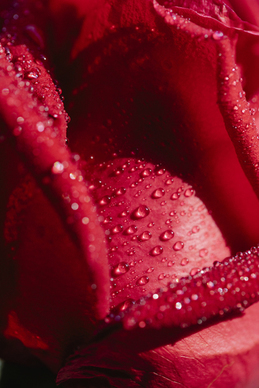 美好的爱情短语句子文案 形容爱情美好的短句