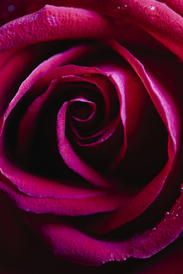 最美的晚安情话文案 世界上最美的情话文案