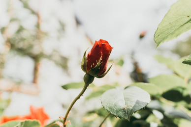 关于婚姻的句子文案经典 有哪些关于婚姻的经典句子文案？