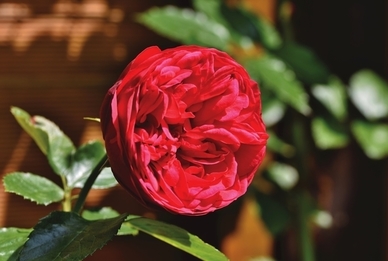 爱情语录文案短句心酸 分手语录文案短句心酸