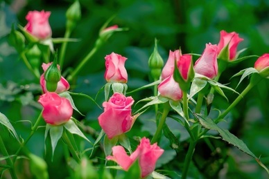 写给奶奶的话暖心到哭 孝顺奶奶的感人句子文案