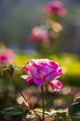 女人精致到老的句子文案 女人要活得精致的句子文案