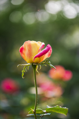 爱情受到伤害的句子文案 爱情伤害的句子文案