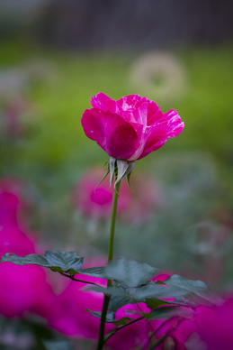 暖心经典励志的句子文案 简短暖心励志的小句子文案