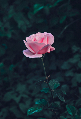 最催泪的伤感爱情句子文案 伤感爱情伤感爱情句子文案