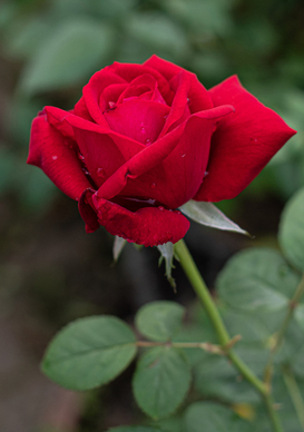 跟朋友表白的句子文案 对好朋友表白友情的话