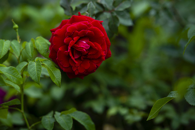 朋友圈官宣恋爱的句子文案 朋友圈公布男朋友句子文案