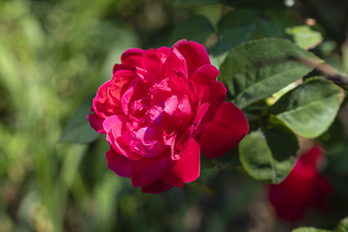 讽刺老公和小三的说说文案 老公有小三的的qq伤感说说文案