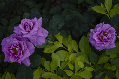 拒绝被撩的个性签名 拒绝暧昧的个性签名
