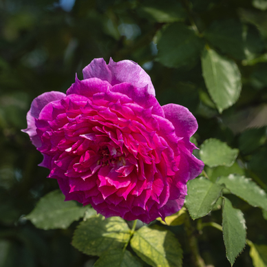 对女神说的暖心话短句 给女朋友说的暖心话短句