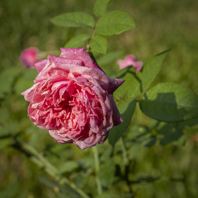 古风情话文案写给男生 女生对男生说的古风情话文案