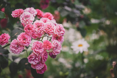 关于爱情干净的句子文案 温柔干净关爱情的句子文案