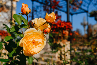 妈妈心疼女儿的感言 妈妈嫁女儿感言