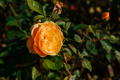 抖音女生个性签名8个字 女生个性签名幸福的8字左右