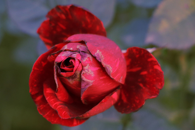 卡片很甜很撩的情话文案短句 最肉麻情话文案短句很甜的小短句