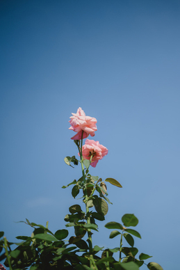 陪伴情话文案短句 恋爱情话文案最暖心短句