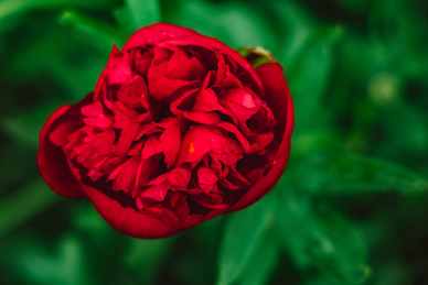 祝福语新婚 新婚祝新婚祝福语