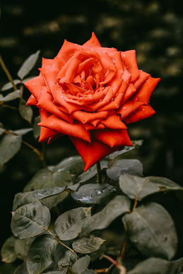 对女孩表白的话真实点的 对女生表白的话真实点