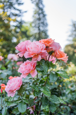 关于爱情可爱的句子文案 关于爱情的唯美的句子文案 不超过20个字