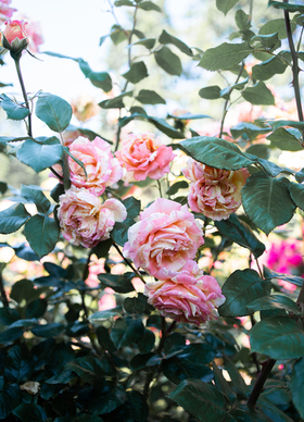 恋人午安问候语 恋人问候语